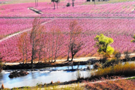VIAJE GUIADO A LA FLORACIÓN DE MEDINA SIYASA