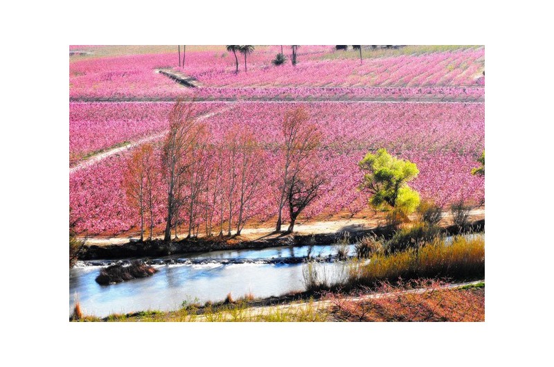VIAJE GUIADO A LA FLORACIÓN DE MEDINA SIYASA